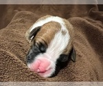 Small Photo #22 Boxer Puppy For Sale in PONTOTOC, MS, USA