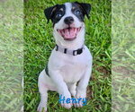Small Photo #3 Rat Terrier-Unknown Mix Puppy For Sale in Atlanta, GA, USA