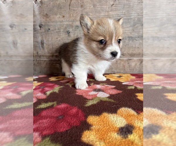 Medium Photo #12 Pembroke Welsh Corgi Puppy For Sale in VERMONTVILLE, MI, USA