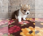 Small #11 Pembroke Welsh Corgi