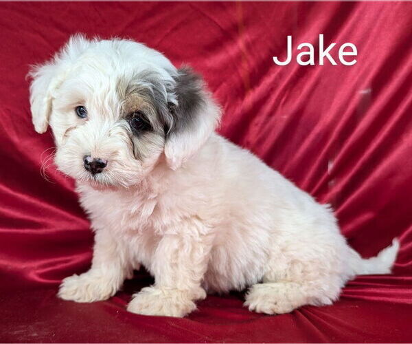Medium Photo #17 Bernedoodle (Miniature) Puppy For Sale in CANON CITY, CO, USA