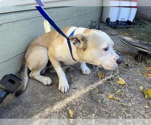 American Staffordshire Terrier-Unknown Mix Dogs for adoption in Grand Prairie, TX, USA