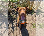 Small #3 Labrador Retriever Mix