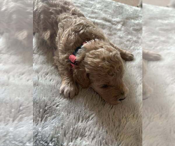 Medium Photo #2 Goldendoodle (Miniature) Puppy For Sale in HADDAM, KS, USA