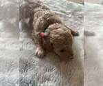 Small #1 Goldendoodle (Miniature)