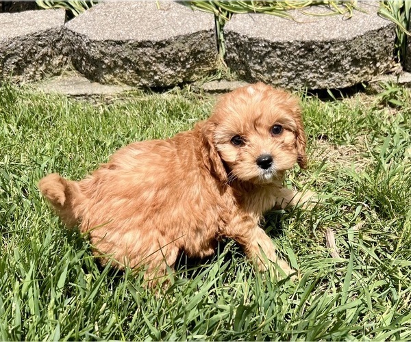 Medium Photo #4 Cavapoo (Miniature) Puppy For Sale in DUNDEE, OH, USA