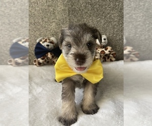 Schnauzer (Miniature) Puppy for Sale in FORT PIERCE, Florida USA