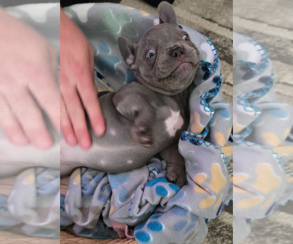 Medium Photo #16 French Bulldog Puppy For Sale in SPRING, TX, USA