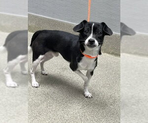 Chihuahua-Unknown Mix Dogs for adoption in Las Vegas, NV, USA