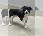 *BAGEL - Male Chihuahua-Unknown Mix Dog for Adoption - Small photo