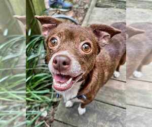 Chihuahua Dogs for adoption in Spring Lake, NC, USA