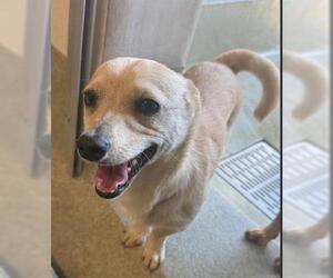 Chihuahua-Unknown Mix Dogs for adoption in San Martin, CA, USA
