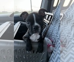 Small #1 Boston Terrier