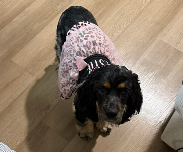 Medium Photo #6 Cocker Spaniel Puppy For Sale in WEST PALM BEACH, FL, USA