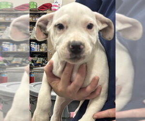 Mutt Dogs for adoption in Forestville, MD, USA