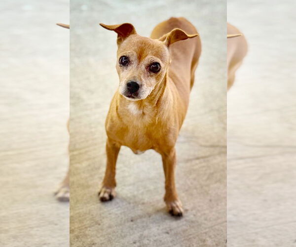 Medium Photo #2 Chihuahua-Unknown Mix Puppy For Sale in Pittsburg, CA, USA