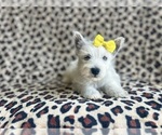 Small #6 West Highland White Terrier
