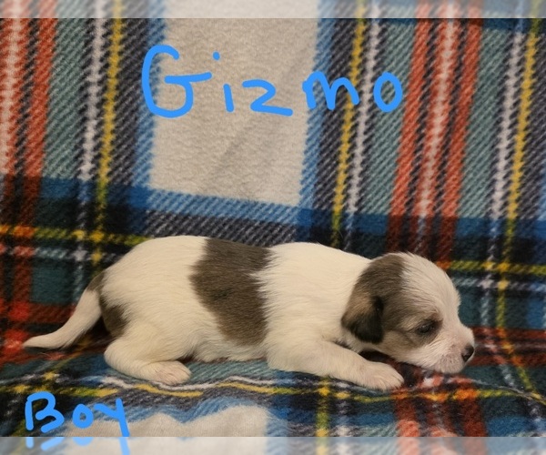 Medium Photo #3 Chizer Puppy For Sale in MONTEZUMA, GA, USA