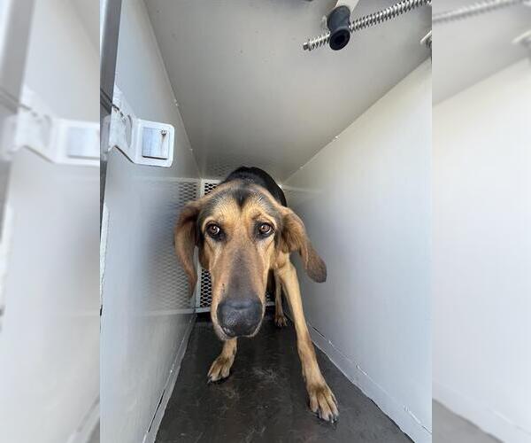 Medium Photo #1 Black and Tan Coonhound Puppy For Sale in Bakersfield, CA, USA