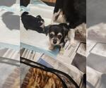 Small #1 Chihuahua Mix