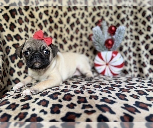 Medium Photo #1 Pug Puppy For Sale in LAKELAND, FL, USA