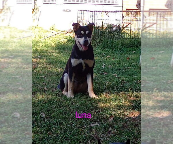 Medium Photo #3 Aussie Siberian Puppy For Sale in Southbury, CT, USA