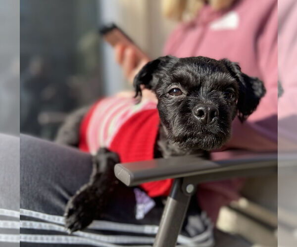 Medium Photo #4 Shih Tzu-Unknown Mix Puppy For Sale in Davis, CA, USA