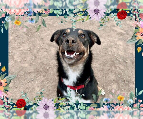 Medium Photo #1 Australian Shepherd Puppy For Sale in Ojai, CA, USA