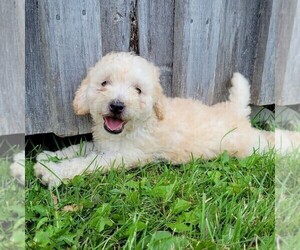 Goldendoodle-Poodle (Miniature) Mix Puppy for sale in CANAJOHARIE, NY, USA