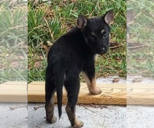 German Shepherd Dog Puppy for sale in ELIZABETH CITY, NC, USA