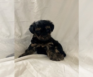 YorkiePoo Puppy for sale in CONWAY, SC, USA