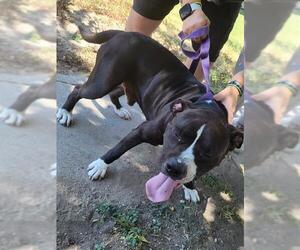 American Staffordshire Terrier-Unknown Mix Dogs for adoption in San Antonio, TX, USA