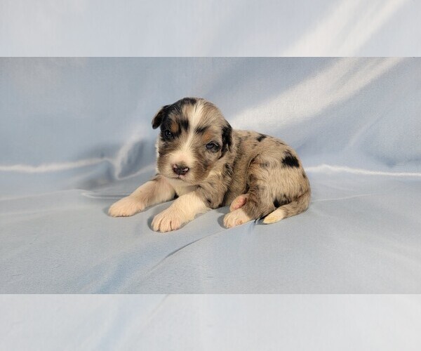 Medium Photo #2 Bernedoodle (Miniature) Puppy For Sale in BLACK FOREST, CO, USA