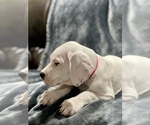 Small Photo #12 Dogo Argentino Puppy For Sale in SAN ANTONIO, TX, USA