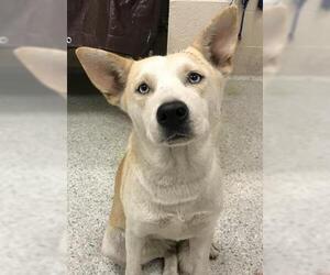 Siberian Husky-Unknown Mix Dogs for adoption in Conroe, TX, USA