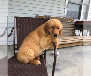 Golden Retriever Puppy for sale in EVANSVILLE, IN, USA