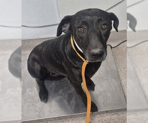 Mutt Dogs for adoption in Bakersfield, CA, USA