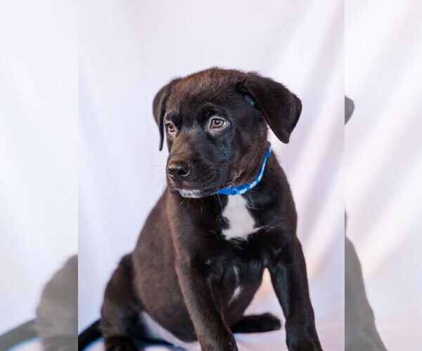 Medium Photo #2 Mutt Puppy For Sale in St. Louis Park, MN, USA