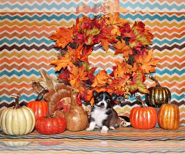 Medium Photo #18 Chihuahua Puppy For Sale in CHARLESTON, AR, USA