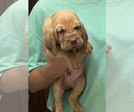 Red LM 1 - Male Bloodhound Puppy for Sale - Photo #7