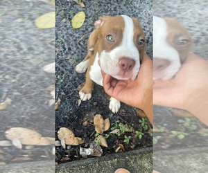 American Pit Bull Terrier Puppy for sale in FORT LAUDERDALE, FL, USA