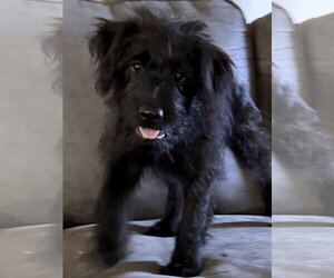 Labrador Retriever-Unknown Mix Dogs for adoption in The Woodlands, TX, USA