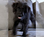 Kyanite - Female Labrador Retriever-Unknown Mix Dog for Adoption - Small photo