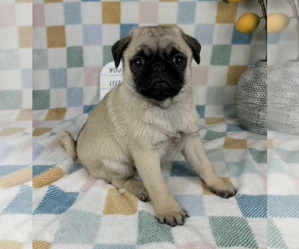 Medium Photo #4 Pug Puppy For Sale in FRANKLIN, IN, USA