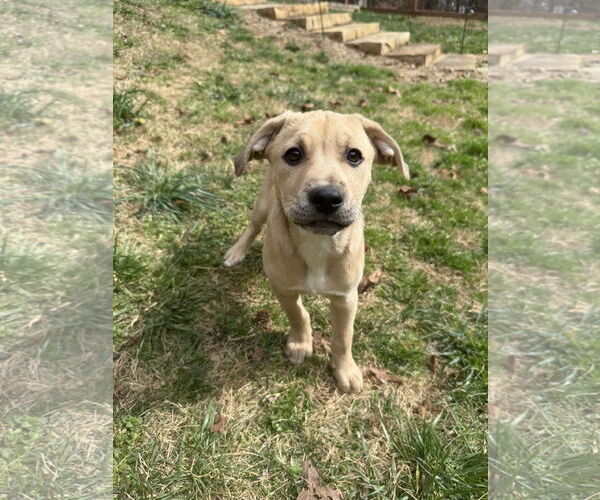 Medium Photo #2 Retriever -Unknown Mix Puppy For Sale in Greenville, SC, USA