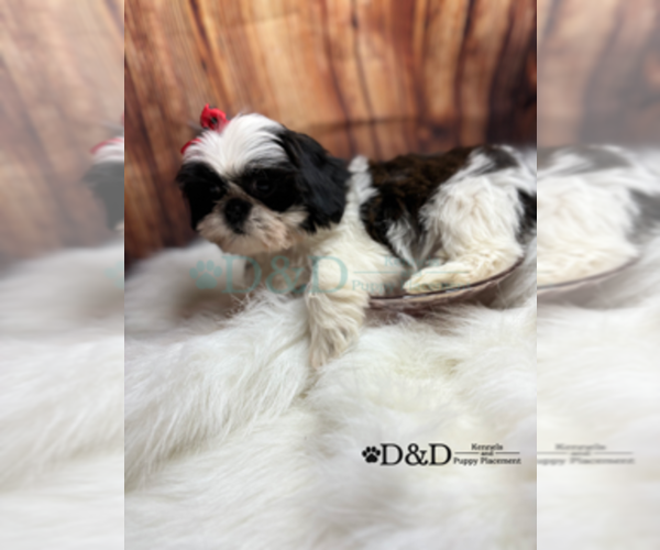 Medium Photo #10 Shih Tzu Puppy For Sale in RIPLEY, MS, USA