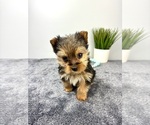 Small #1 Yorkshire Terrier
