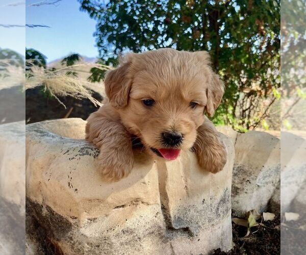 Medium Photo #8 Goldendoodle-Poodle (Miniature) Mix Puppy For Sale in SQUAW VALLEY, CA, USA