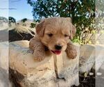 Small Photo #8 Goldendoodle-Poodle (Miniature) Mix Puppy For Sale in SQUAW VALLEY, CA, USA