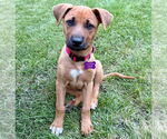 Small Mutt